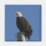 Ciel bleu chauve de BEBS Eagle Aimant Pour Réfrigérateur