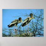 Cigognes peintes dans le nid poster
