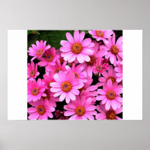 Cineraria. nain affiches