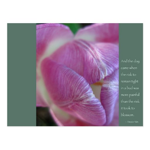 Citation d'Anais Nin Carte Postale
