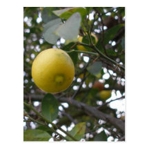 Citron sur un arbre carte postale