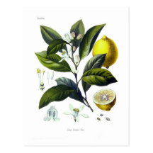 Citrus Limonum (citron) Cartes Postales