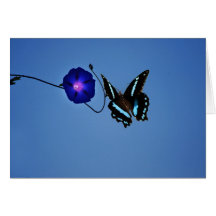 Classe de papillon cartes