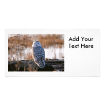 Cligner de l'oeil de hibou de Milou Modèle Pour Photocarte
