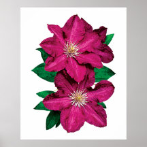 Close-up van het Magenta Poster van Clematissen
