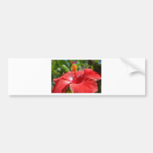 Closeup2.JPG Bumpersticker
