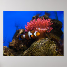clown vis poster
