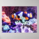 Clownfish en Koraal Plaat