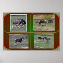 CLYDESDALES POSTERS