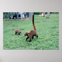 Coatis Print