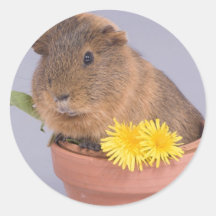 cobaye dans un pot de fleurs autocollant