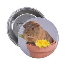 cobaye dans un pot de fleurs pin's