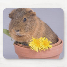 cobaye dans un pot de fleurs tapis de souris