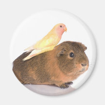 cobaye et oiseau jaune aimants