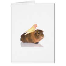 cobaye et oiseau jaune cartes de vœux