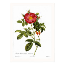 Coccinea de damascena de Rosa Cartes Postales