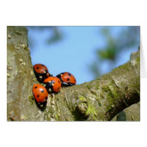 Coccinelles Carte De Vœux