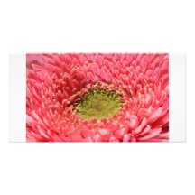 Coeur de marguerite de Gerbera Modèle Pour Photocarte