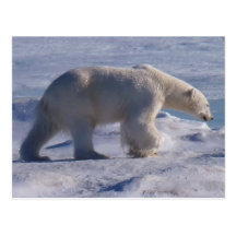 Coffre-fort les ours blancs ! cartes postales