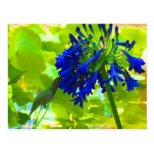 Colibri Carte Postale