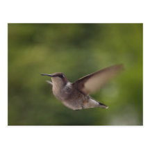 colibri cartes postales