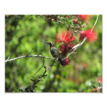 Colibri de l'Arizona Photos Sur Toile