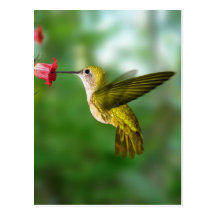 Colibri DE Oro República Dominicana Wens Kaart