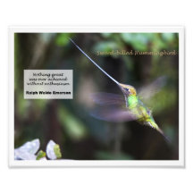 colibri Épée-affiché Photographe