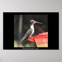 Colibri femelle posters