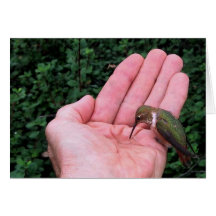 Colibri Rufous/d'Allen • Joe Sweeney - carte