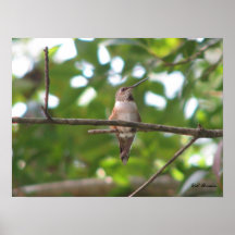 Colibri Rufous de septembre Affiche