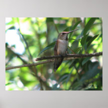 Colibri Rufous femelle Posters