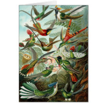 Colibri (Trochilidae) par la carte de Haeckel