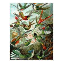 Colibri (Trochilidae) par la carte postale de Haec