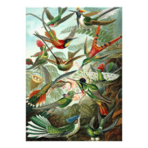 Colibri (Trochilidae) par l'invitation de Haeckel