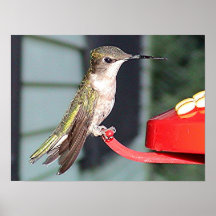 Colibris 2005-0889 poster