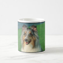 Colley bleu de Merle Tasse