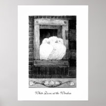 COLOMBES BLANCHES À LA FENÊTRE, noire et blanche Posters