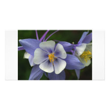 Colorado akelei wildflower wenskaart gepersonaliseerde fotokaarten