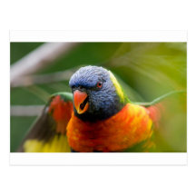 Colourbird Cartes Postales