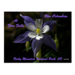 Columbine bleu aux automnes de fougère carte postale