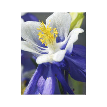 COLUMBINE IMPRESSIONS SUR TOILE