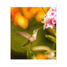 Combat de colibri carte postale