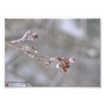 cônes de l'aulne 5X7 emballés en glace Photo Sur Toile