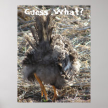 Conjecture ce qui ?  Bout de poulet Poster