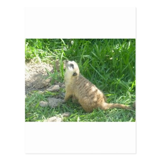 Considérer de Meerkat Cartes Postales
