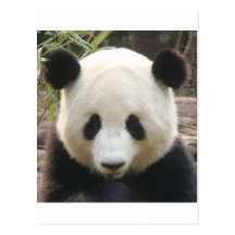 Considérer le panda cartes postales