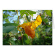 Contact-je-Non Fleur sauvage orange Cartes