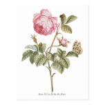 Copie botanique de rose vintage de rose cartes postales