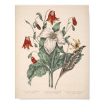 Copie botanique vintage posters